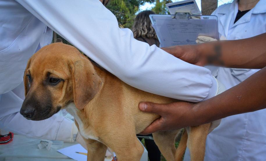 CÃO DE RUA RECEBENDO ATENDIMENTO