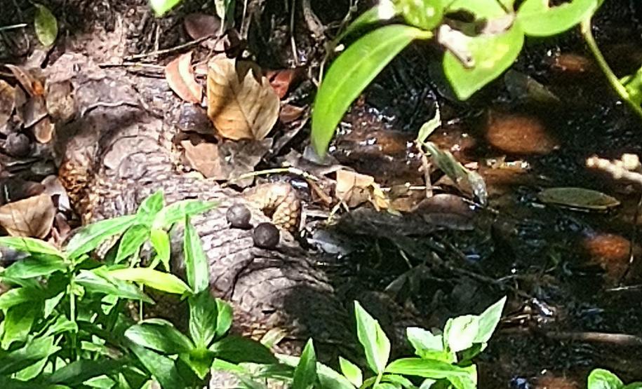 JACARÉ DO PAPO AMARELO EM HABITAT NATURAL