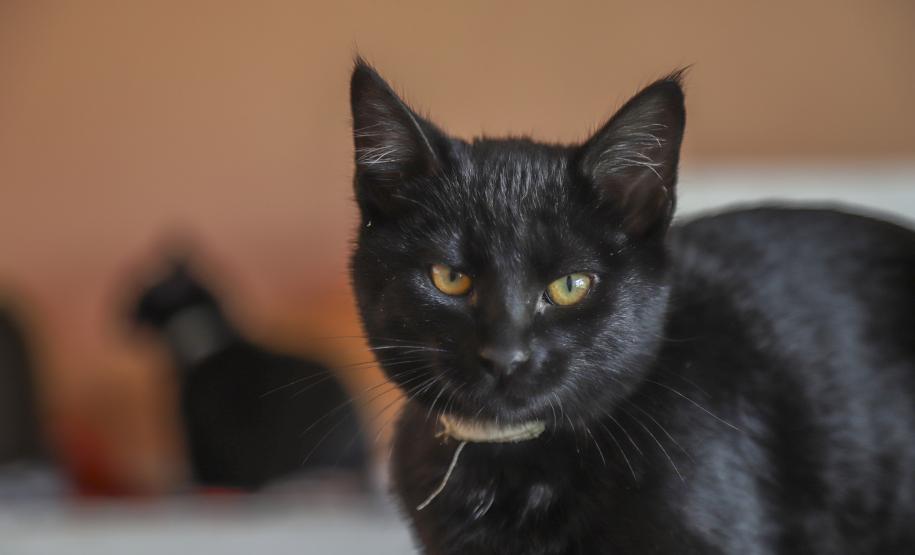 GATO PRETO COM COLEIRA