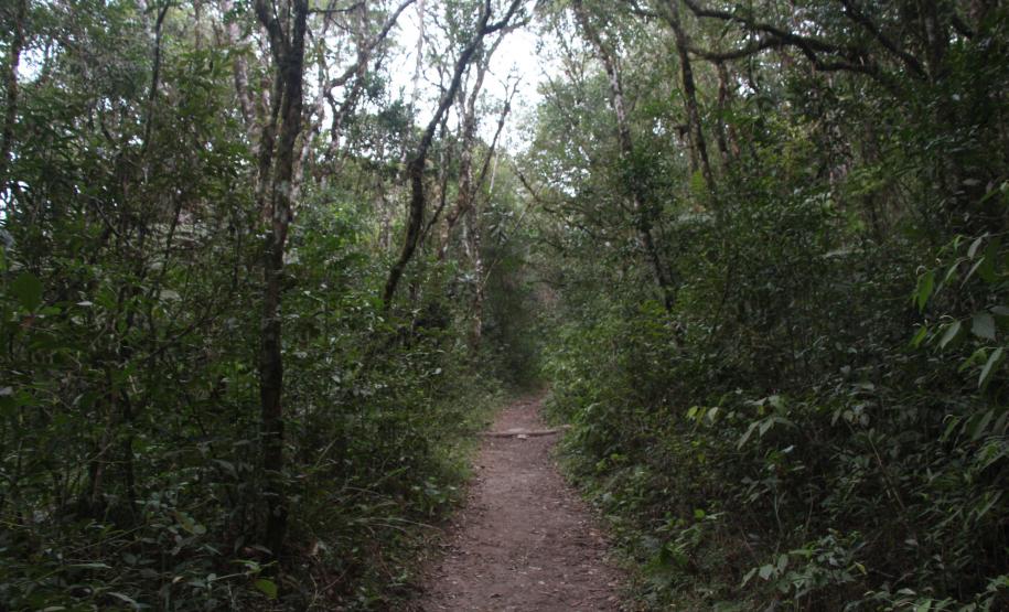 TRILHA DO PARQUE ESTADUAL SERRA A BAITACA