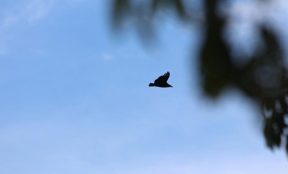 Pássaro sobrevoando