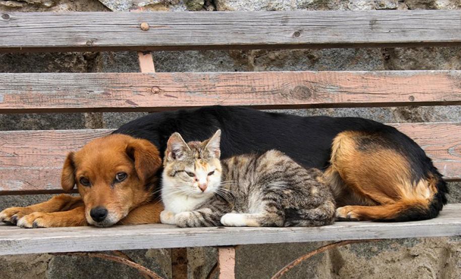 CÃO E GATO NA RUA