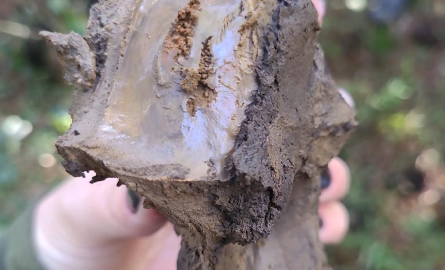 ESPÉCIE DE VEGETAÇÃO EM EVIDÊNCIA