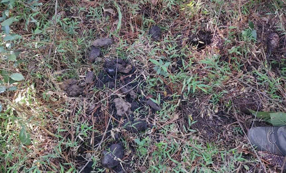 VEGETAÇÃO EM EVIDÊNCIA