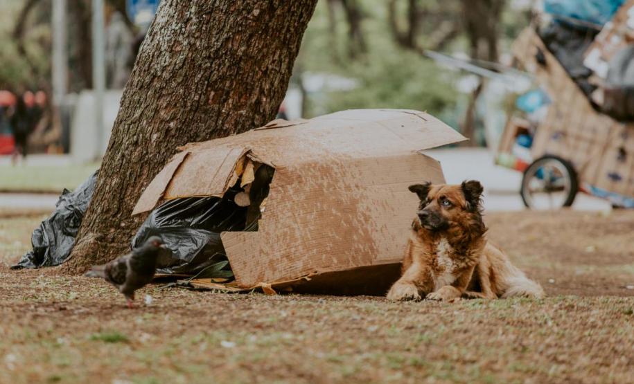 CACHORRO DE RUA FRENTE A RESÍDUOS DESCARTÁVEIS