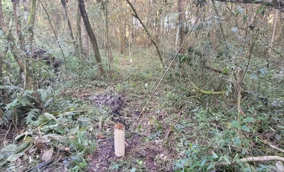 VEGETAÇÃO EM EVIDÊNCIA