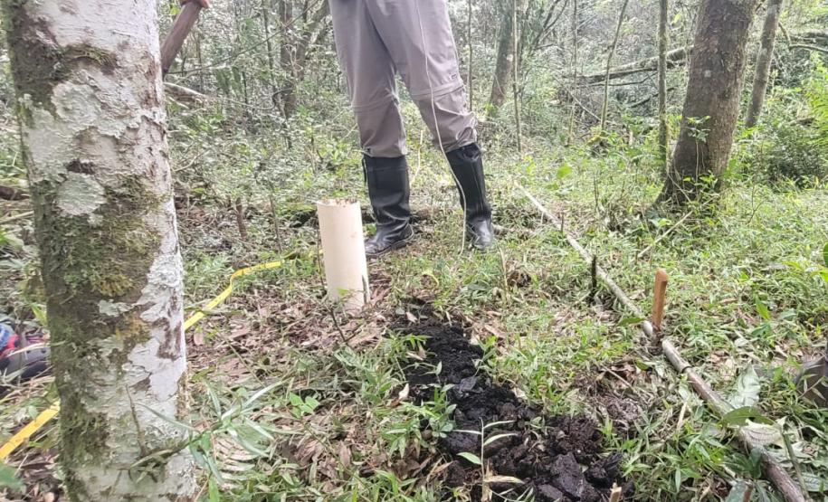 VEGETAÇÃO EM EVIDÊNCIA