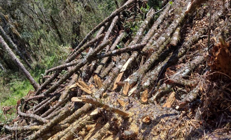 MADEIRA DESMATADA ILEGALMENTE