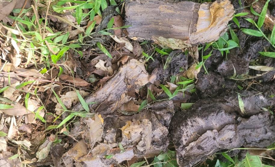 VEGETAÇÃO EM EVIDÊNCIA