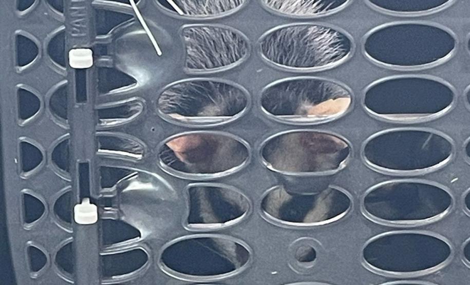 IAT atuou no atendimento a macaco-prego e um gambá-de-orela-branca em Pitanga