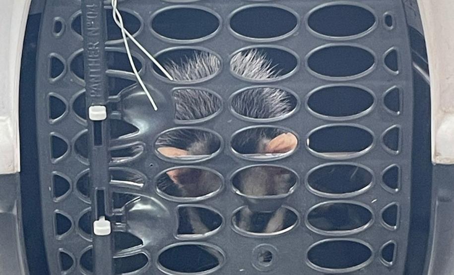 IAT atuou no atendimento a macaco-prego e um gambá-de-orela-branca em Pitanga