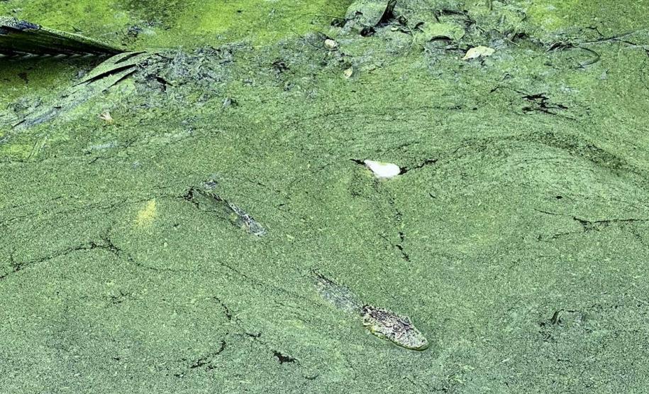 Foto de jacaré sendo devolvido à natureza