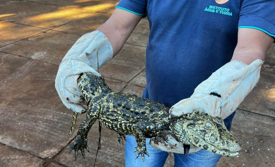 Foto de jacaré sendo devolvido à natureza