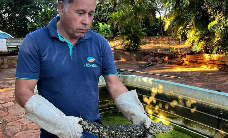 Foto de jacaré sendo devolvido à natureza