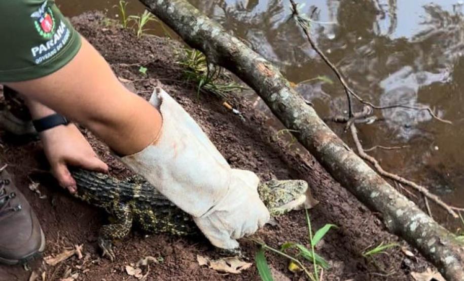 Foto de jacaré sendo devolvido à natureza