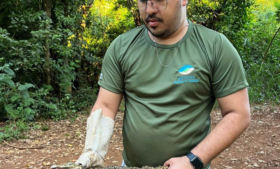 Foto de jacaré sendo devolvido à natureza