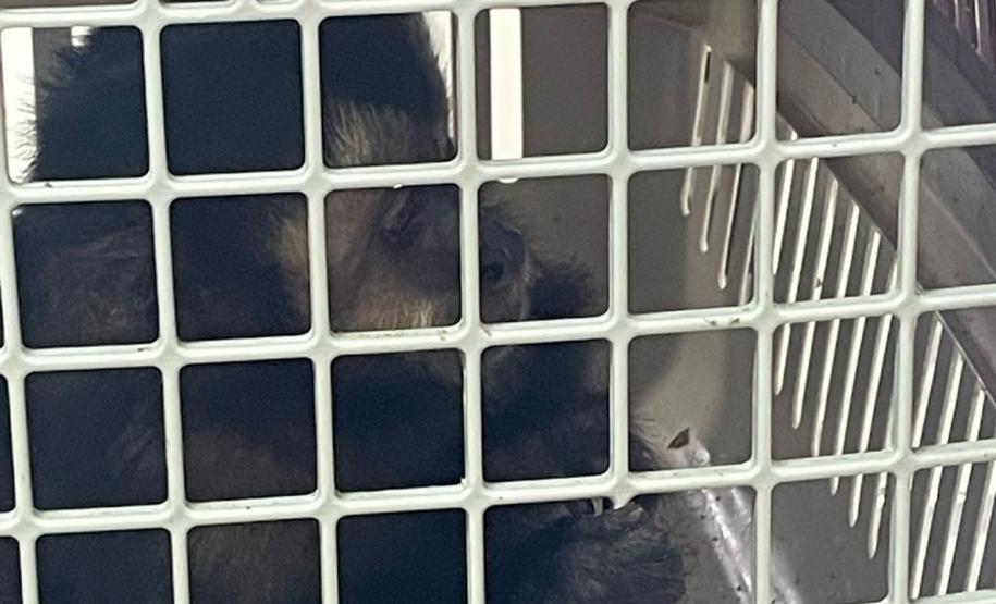 IAT atuou no atendimento a macaco-prego e um gambá-de-orela-branca em Pitanga