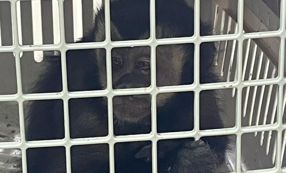 IAT atuou no atendimento a macaco-prego e um gambá-de-orela-branca em Pitanga