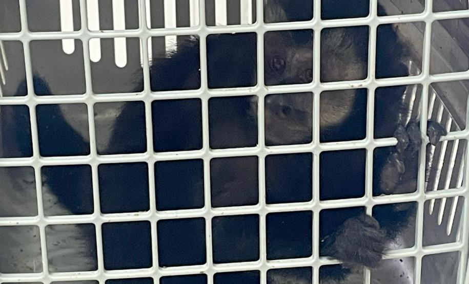 IAT atuou no atendimento a macaco-prego e um gambá-de-orela-branca em Pitanga