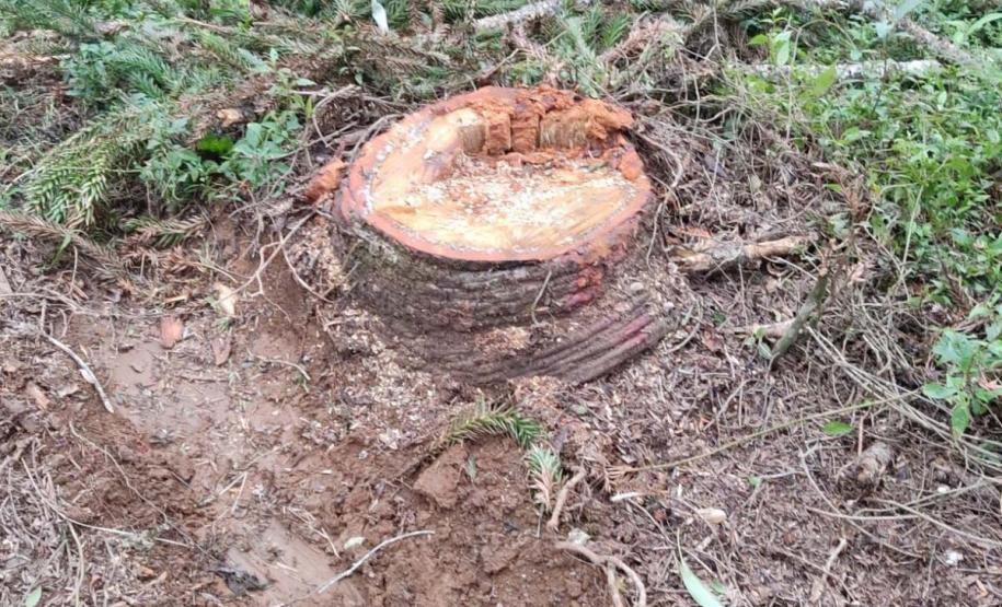 Operação do IAT aplica R$ 1,2 milhão em multas por crimes ambientais