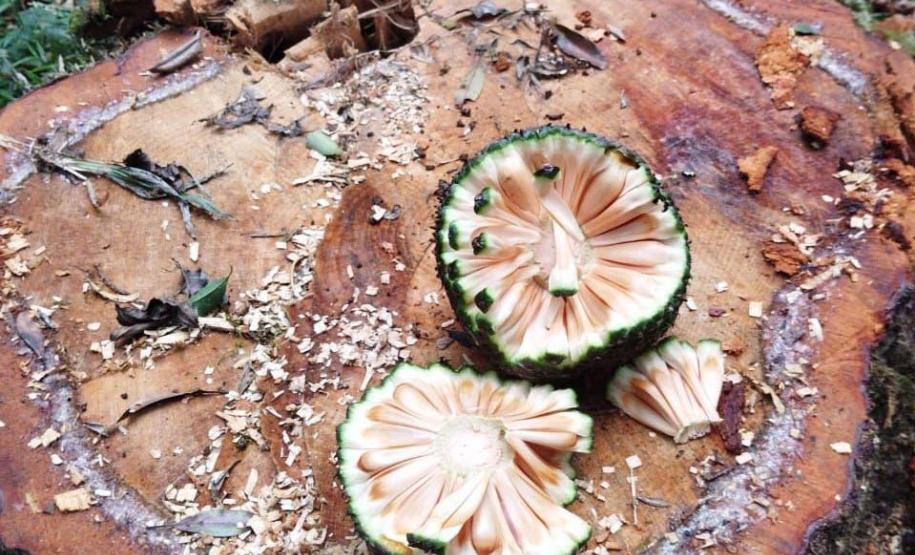 Operação do IAT aplica R$ 1,2 milhão em multas por crimes ambientais