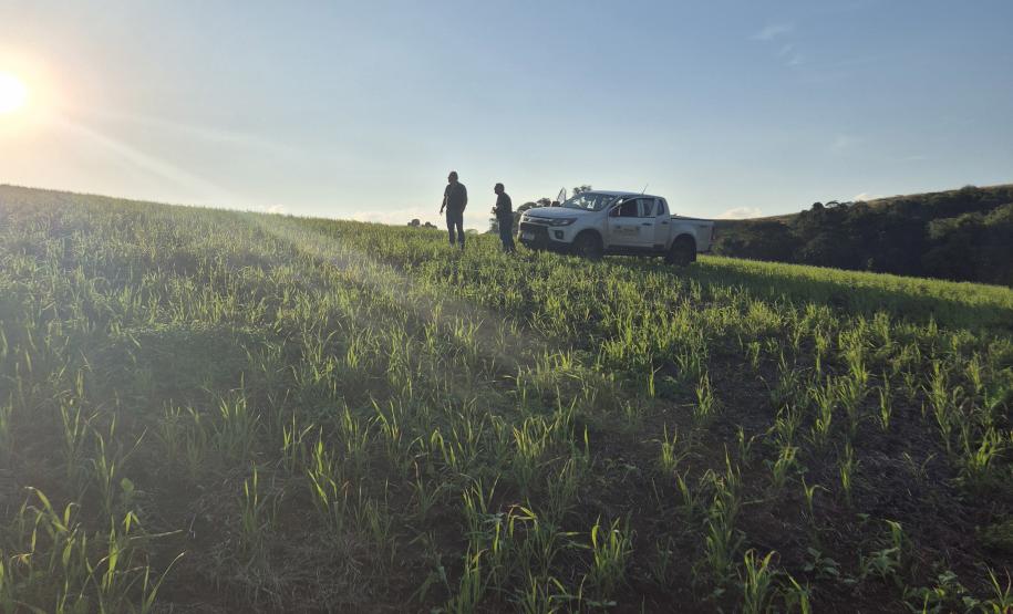 VEGETAÇÃO COM SILHUETAS DE UMA CAMINHONETE DO IAT E DOIS SERVIDORES