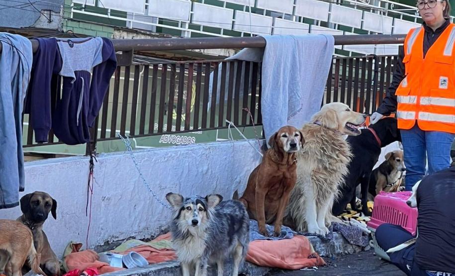 servidores voluntários em ação no resgate de cães