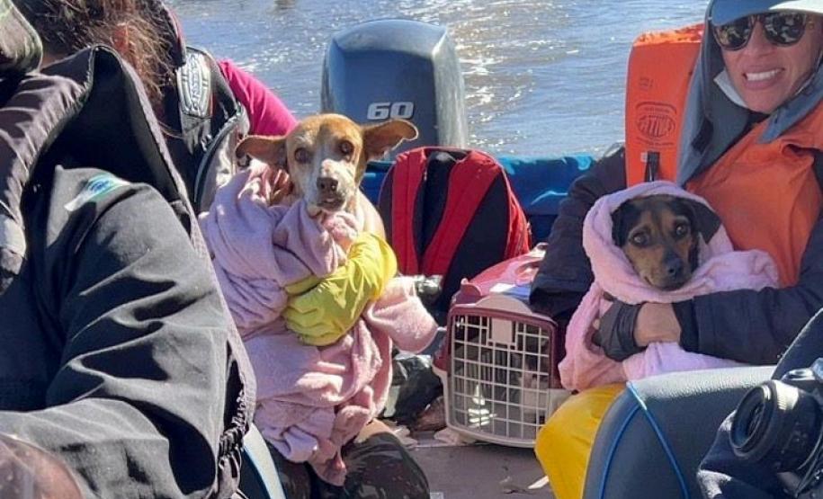 pets resgatados pelos voluntários do IAT