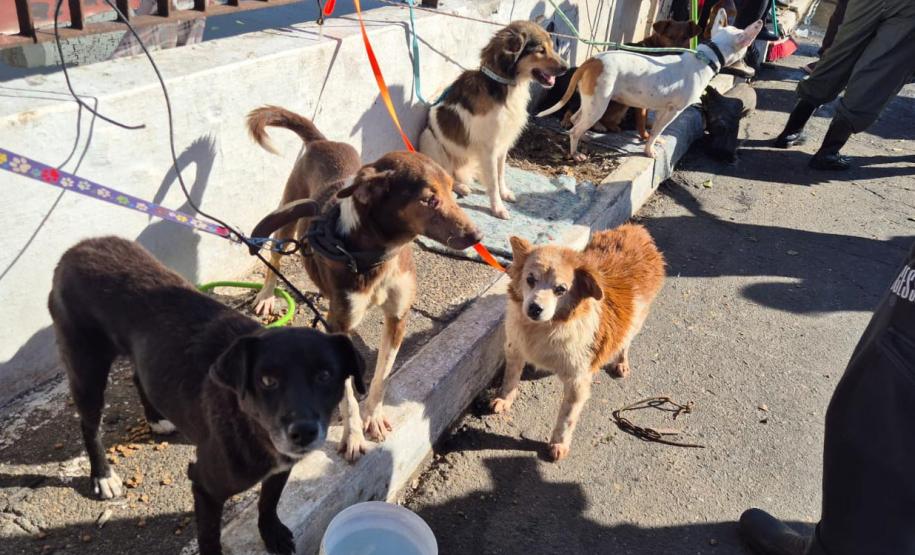 pets resgatados pelo IAT