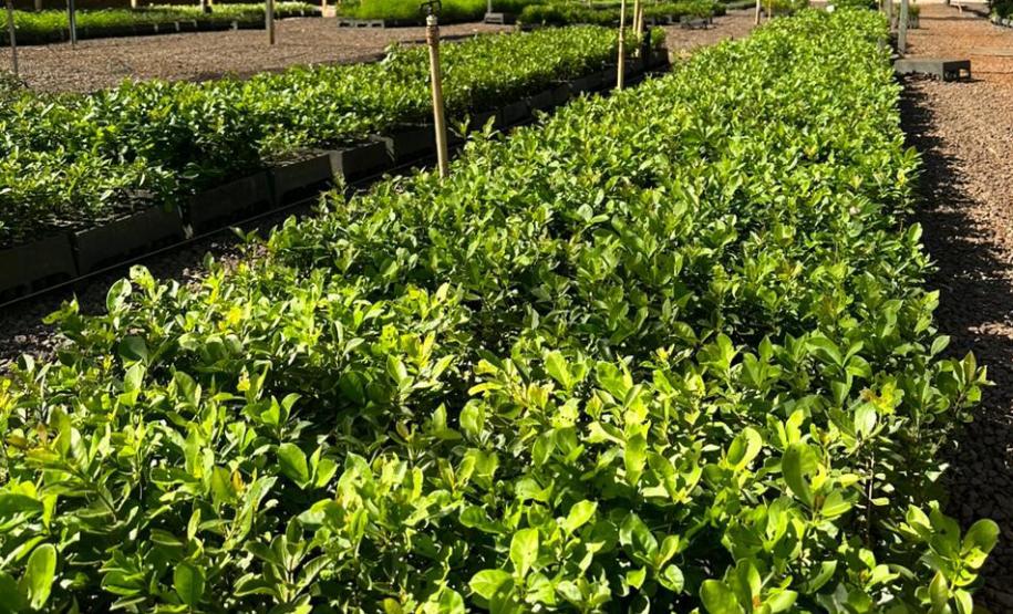 Foto de mudas em viveiro