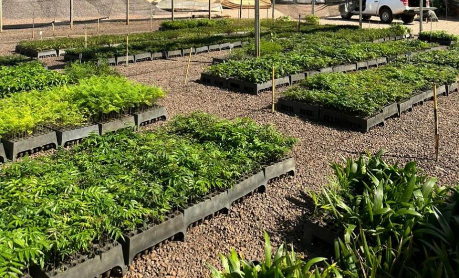 Foto de mudas em viveiro