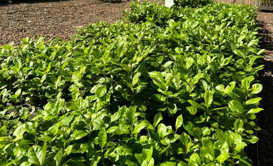 Foto de mudas em viveiro