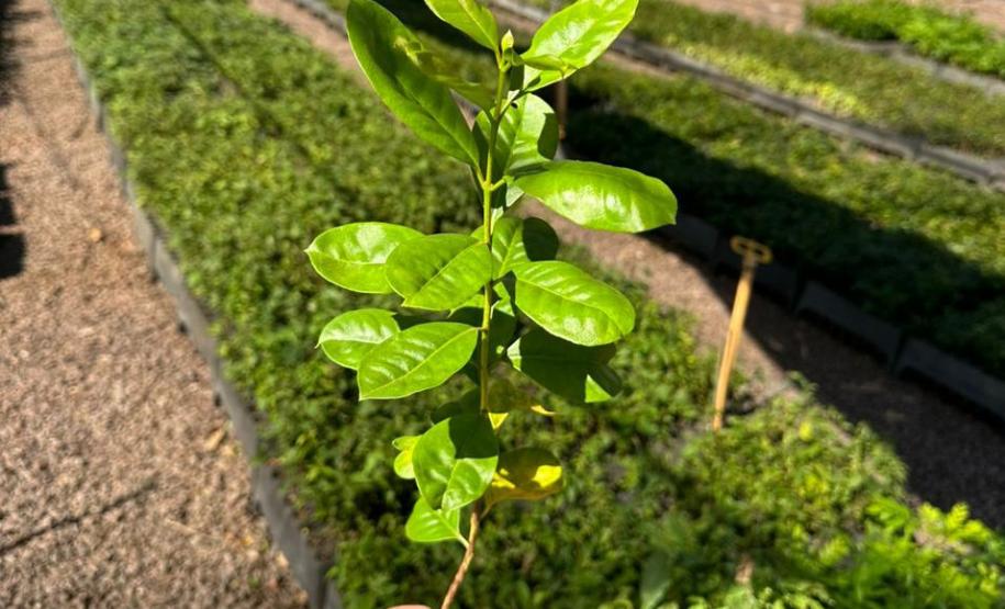 Foto de mudas em viveiro