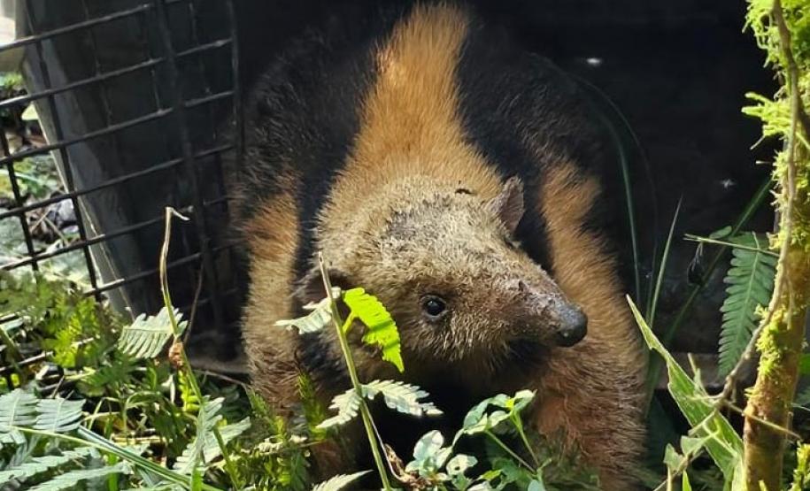 ANIMAL VOLTANDO A NATUREZA