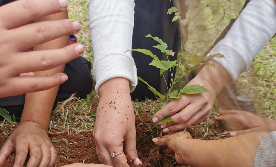 MÃOS PLANTANDO