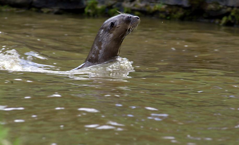 ANIMAL AQUÁTICO EM EXTINÇÃO