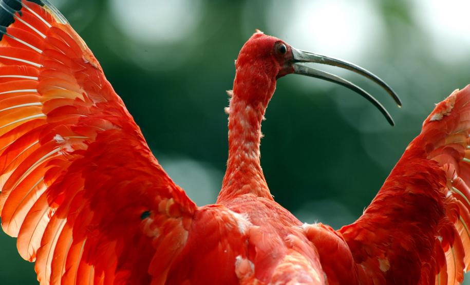 AVE EM RISCO DE EXTINÇÃO