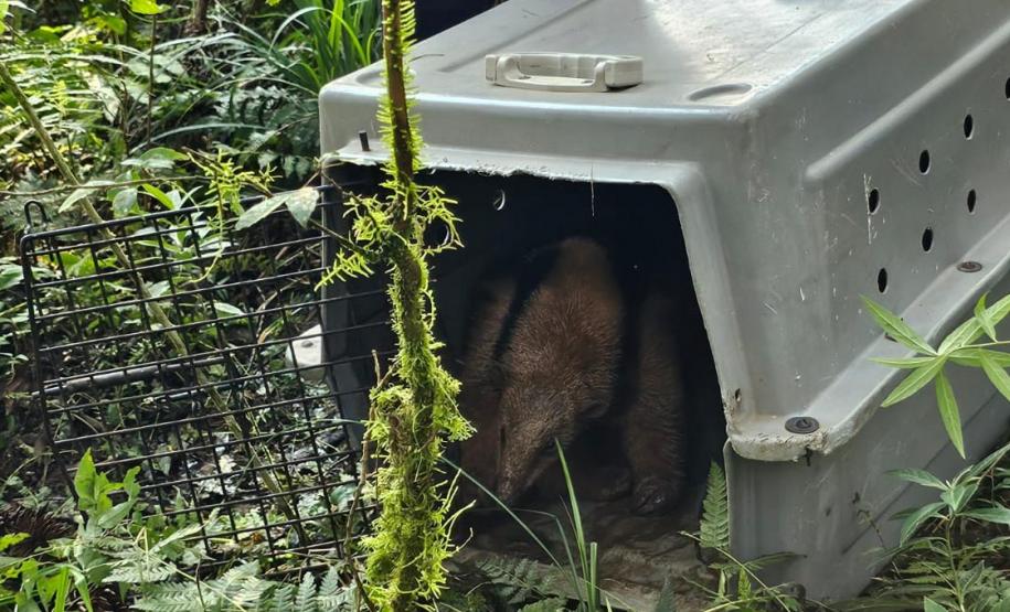 IAT devolve à natureza tamanduá-mirim encontrado por moradores em General Carneiro