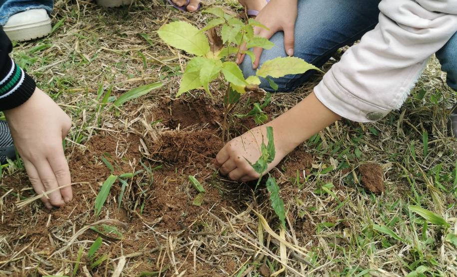CENAS DE PLANTAÇÃO