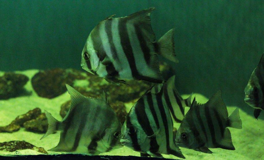 PEIXES MONOCROMÁTICOS EM UM AQUARIO COM LUZ VERDE