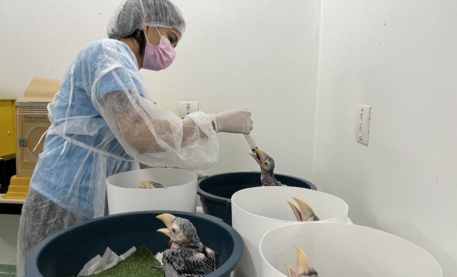 VETERINARIA EM AÇÃO