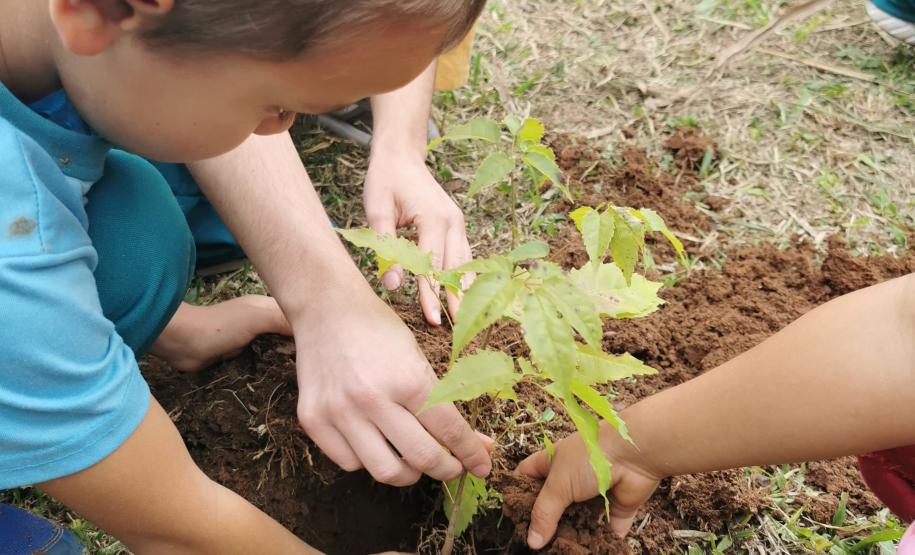 CENAS DE PLANTAÇÃO