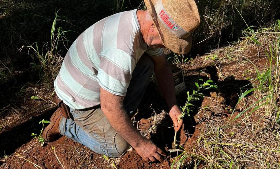 CENAS DE PLANTAÇÃO