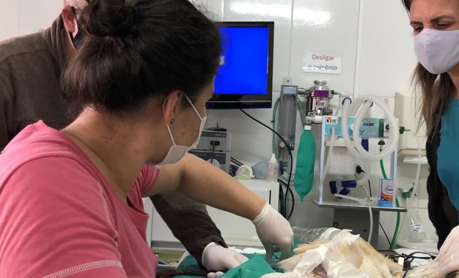 VETERINÁRIOS EM AÇÃO