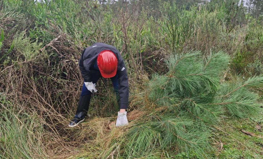 Foto de remoção de exóticas