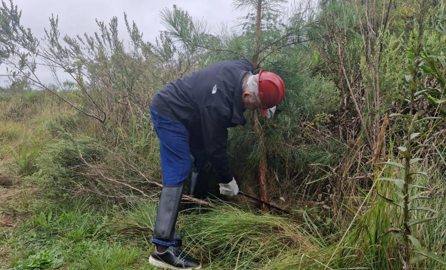 Foto de remoção de exóticas