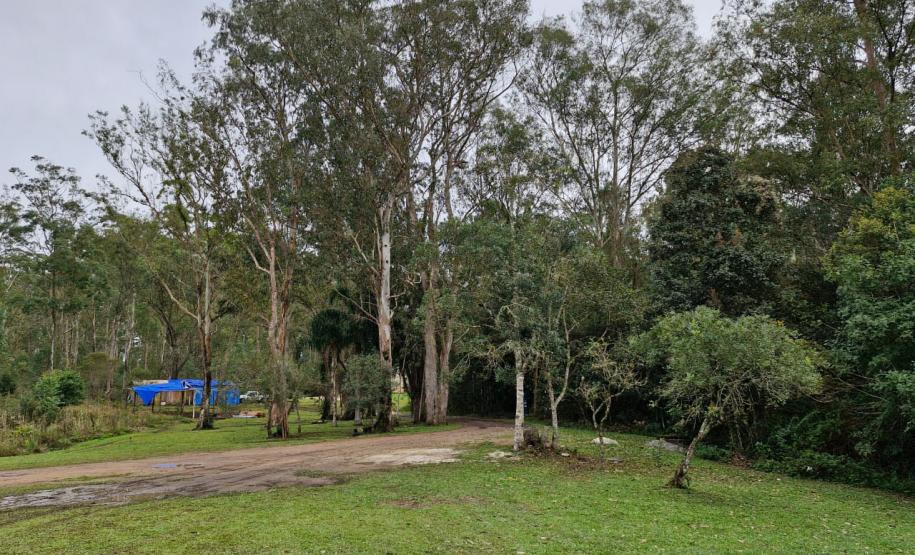Foto de vegetação da Floresta Estadual Metropolitana