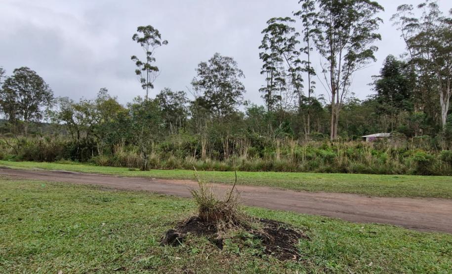 Foto de vegetação da Floresta Estadual Metropolitana