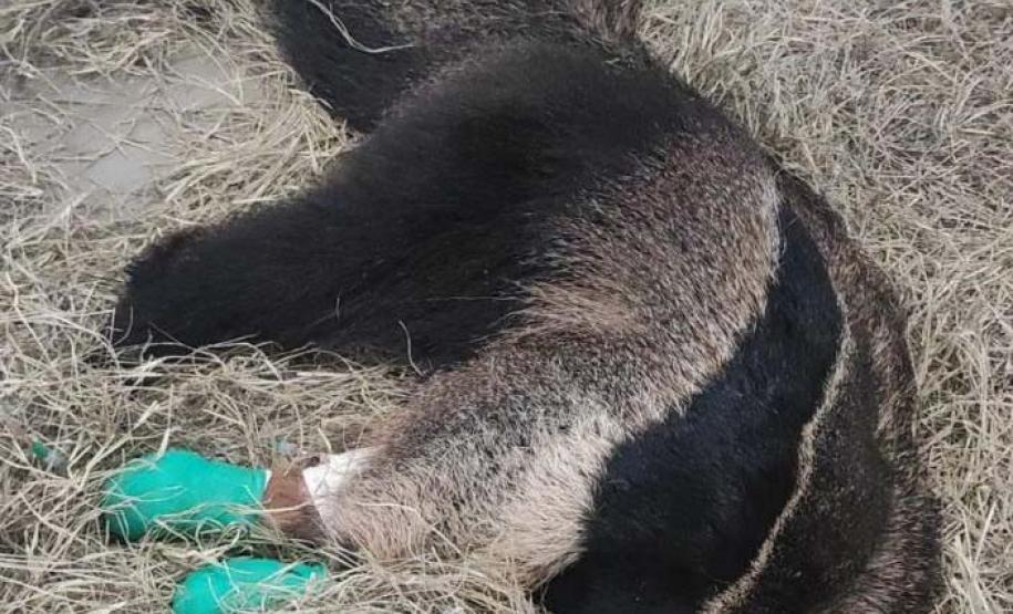 Foto de tamanduá ferido recebendo tratamento