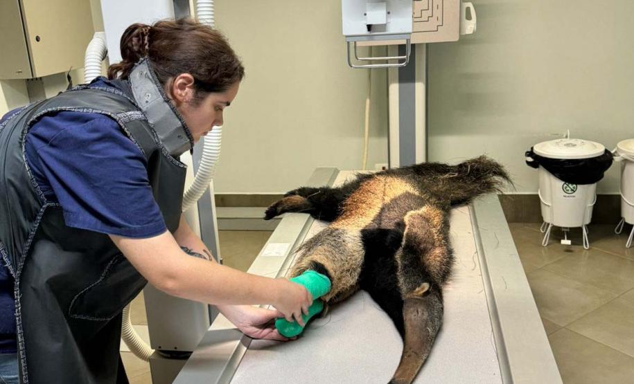 Foto de tamanduá ferido recebendo tratamento